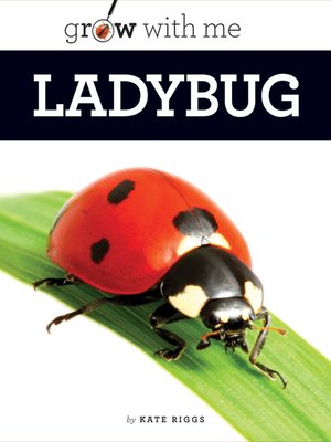 cover image of Ladybug